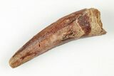 Spinosaurus Tooth - Real Dinosaur Tooth #199835-1